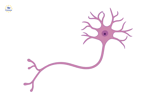 GLP2R Antibody