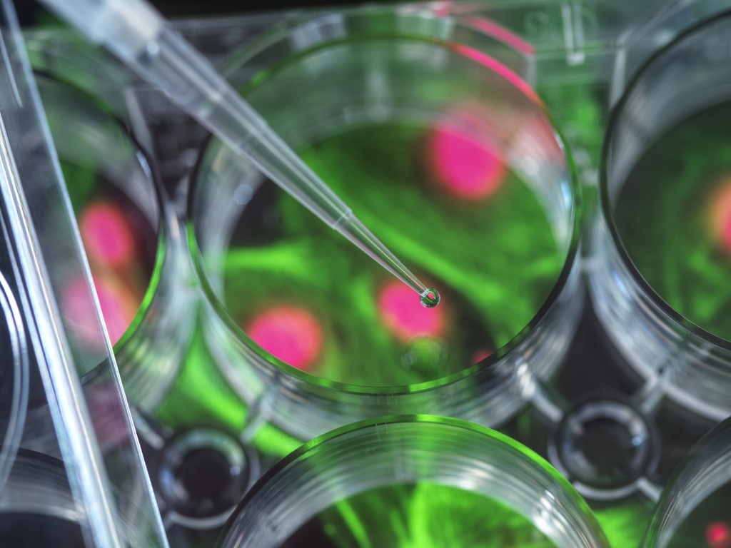 Fluorescent Opioid Receptor, Kappa 1 Internalization Assay Cell Line